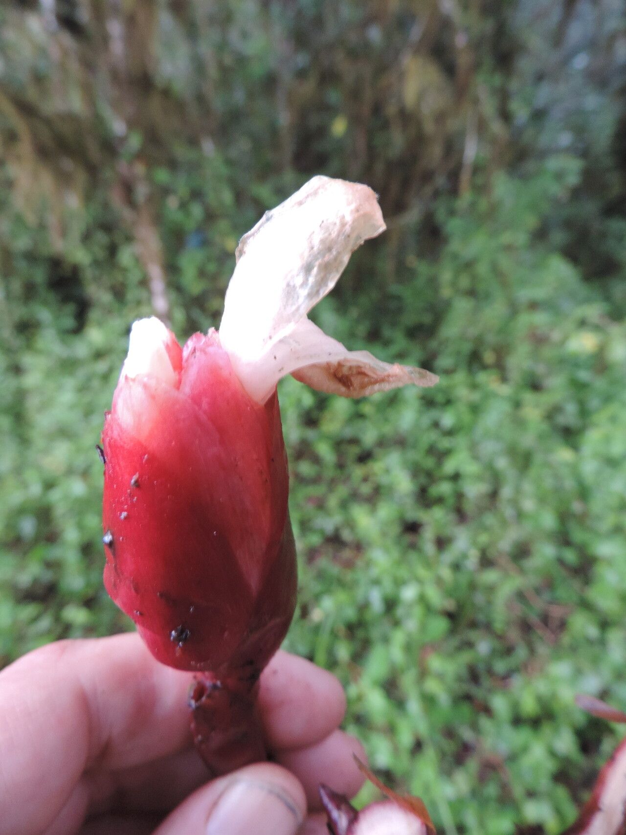 Aframomum wuerthii — houseplant care guide