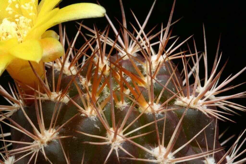 Weingartia pucarensis — related species from the same genus