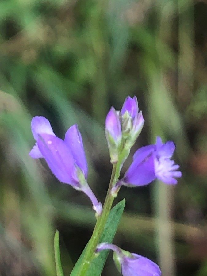 Polygala serpyllifolia flower