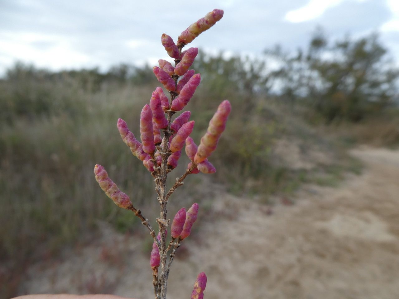 Salicornia perennans bark