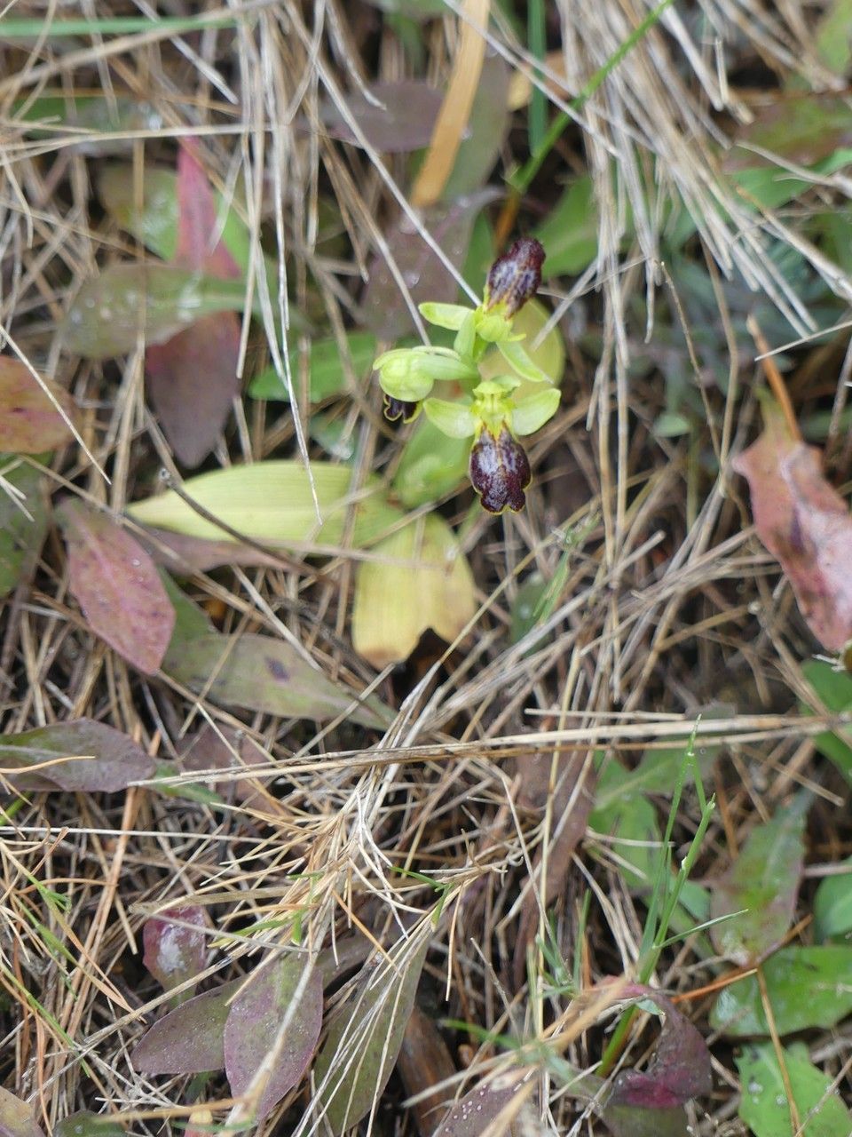 Ophrys bilunulata habit