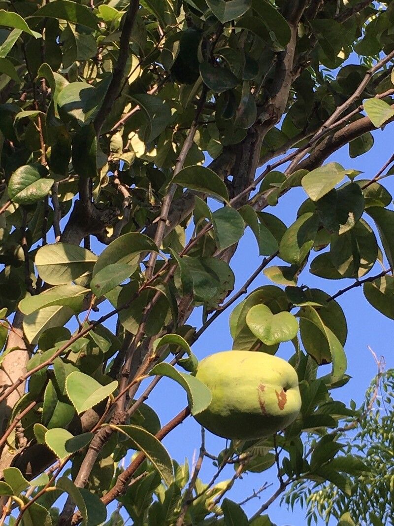 Chaenomeles sinensis fruit