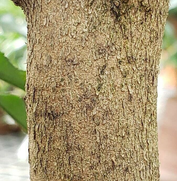 Camellia tsaii bark