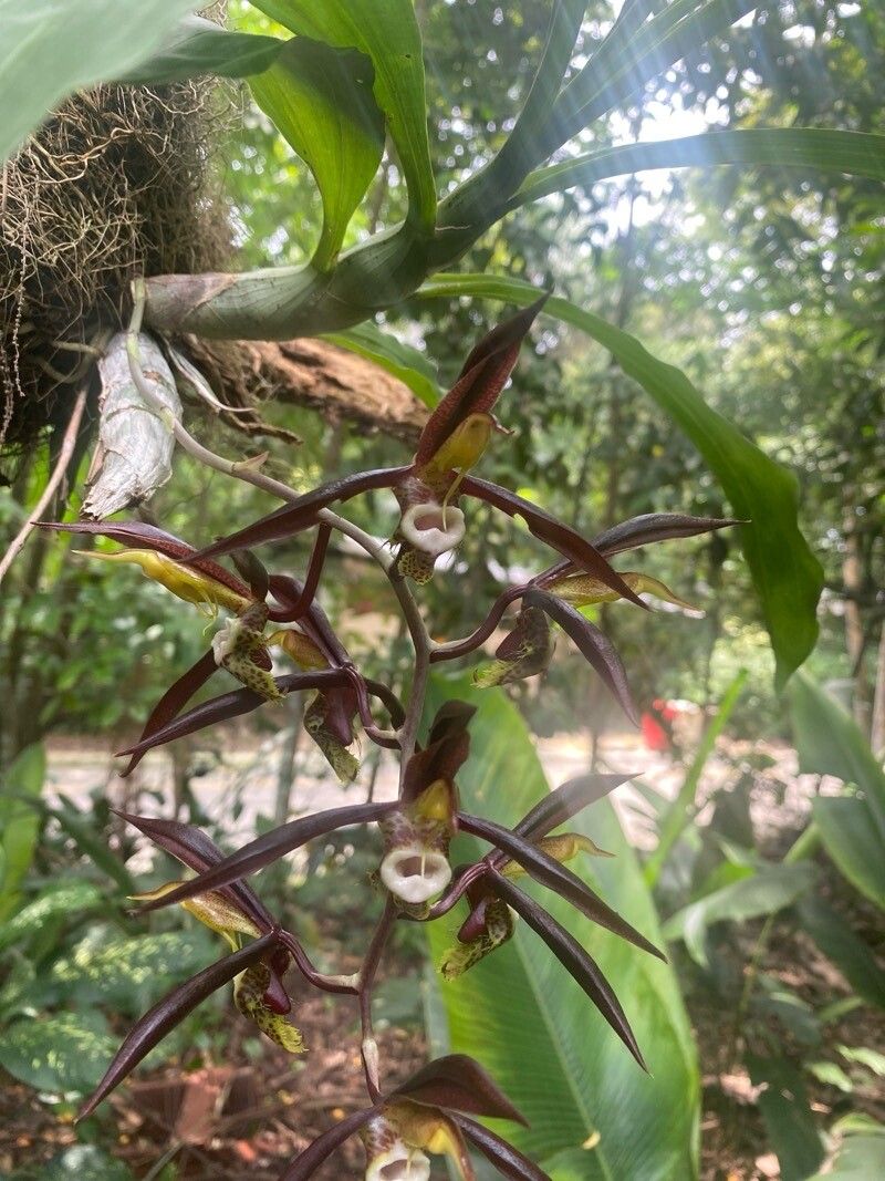 Catasetum saccatum — search result for 'Catasetum'