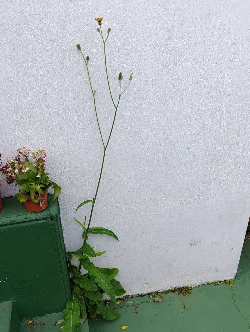 Sonchus wightianus leaf