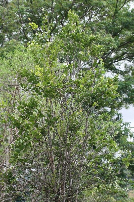 Scolopia heterophylla habit