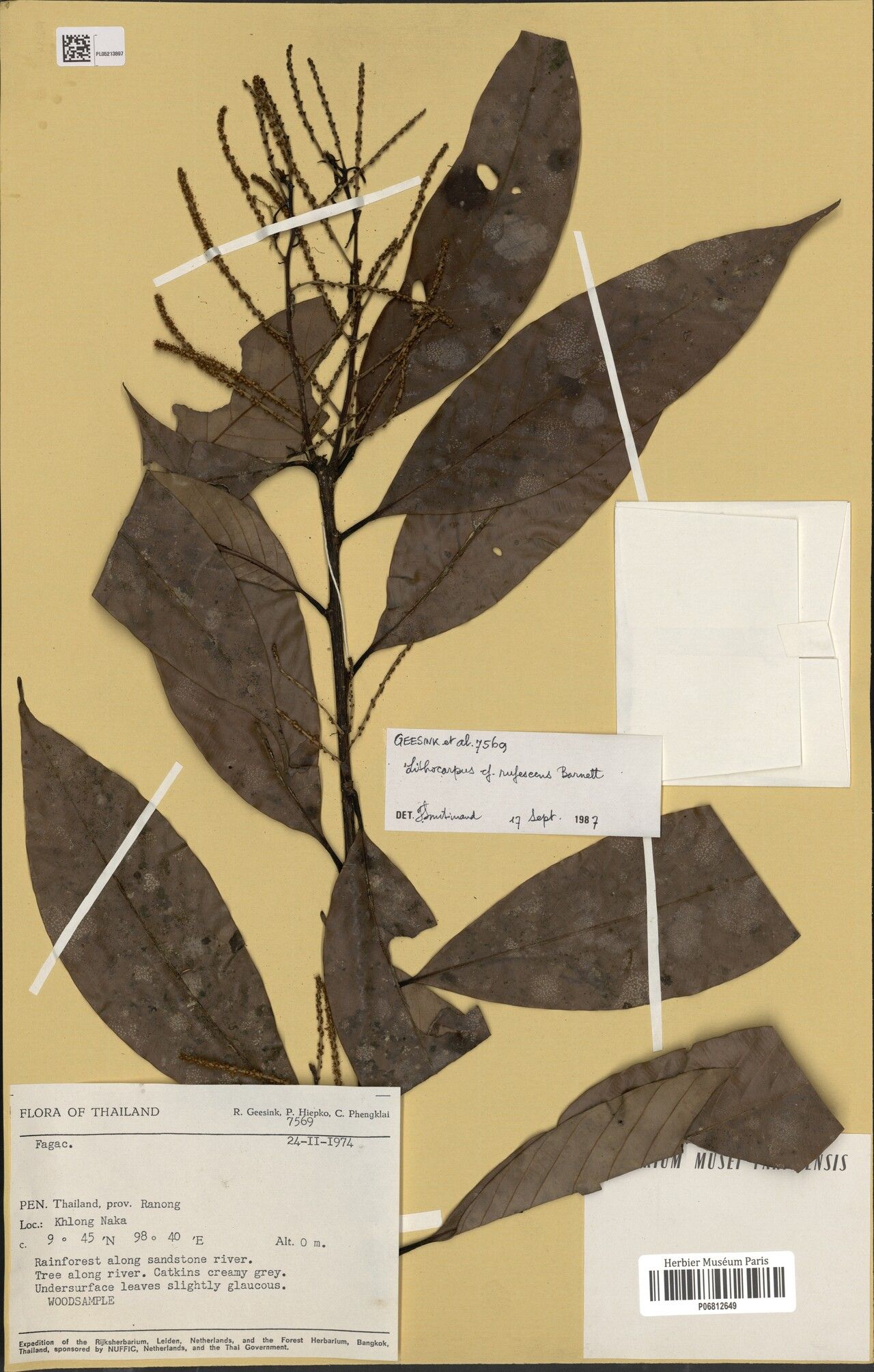 Lithocarpus rufescens — houseplant care guide