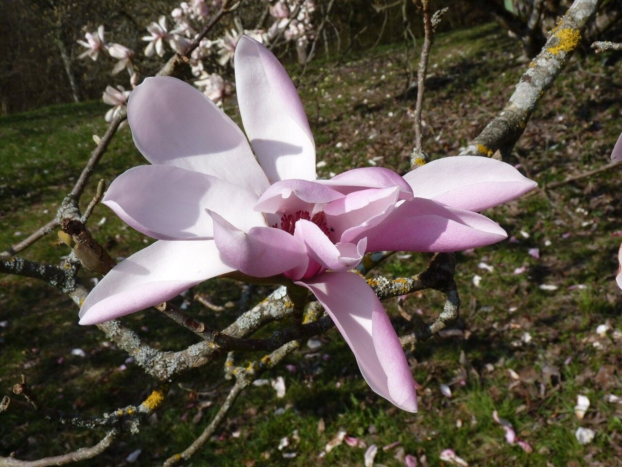 Magnolia dawsoniana flower