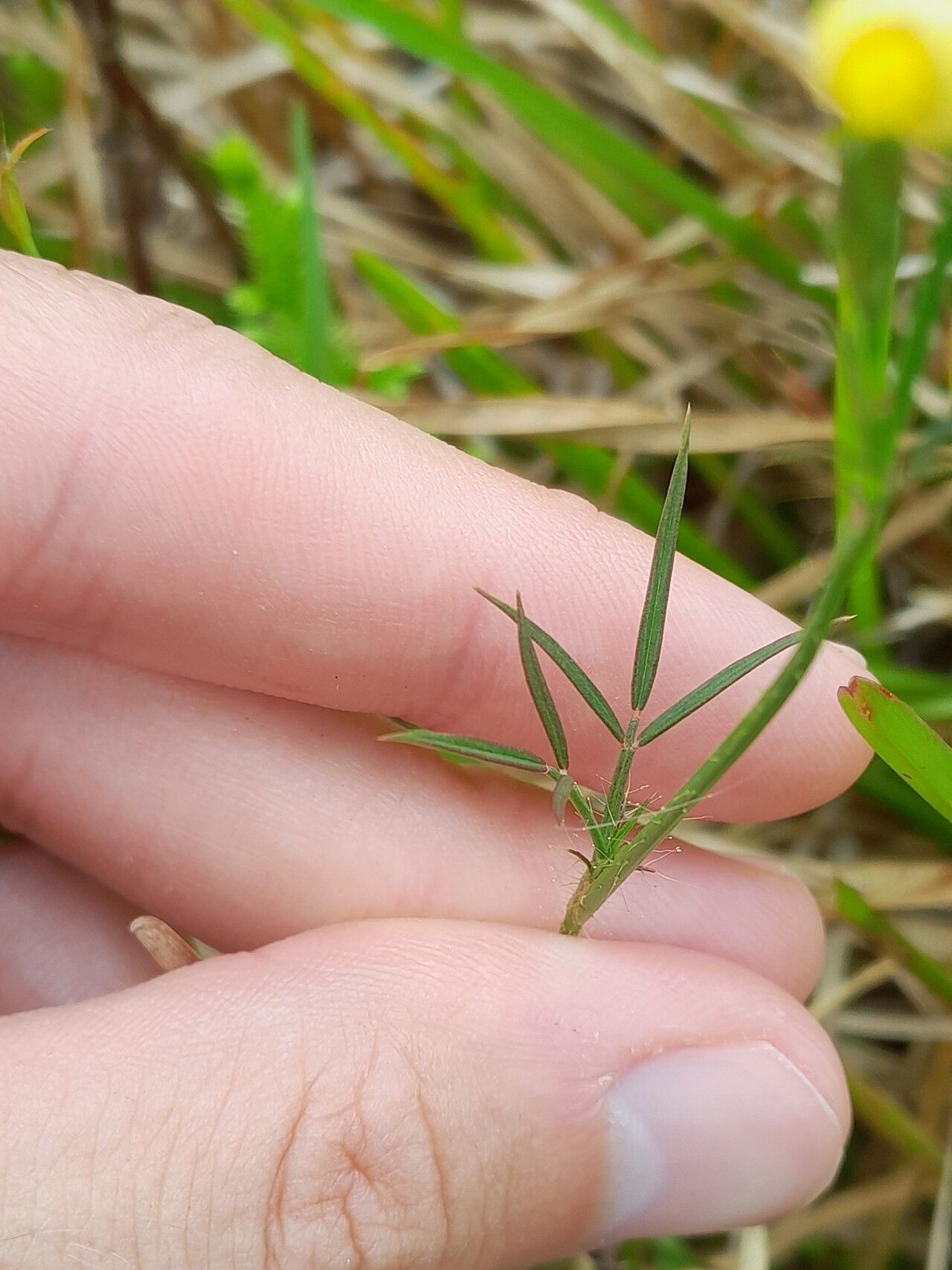 Stylosanthes angustifolia — related species from the same genus