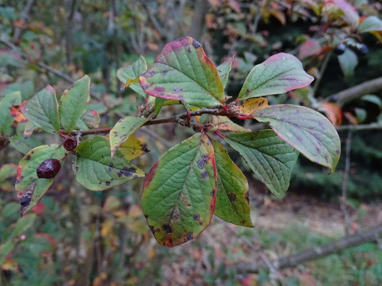 Cotoneaster ambiguus leaf