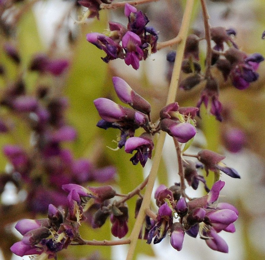 Philenoptera laxiflora flower