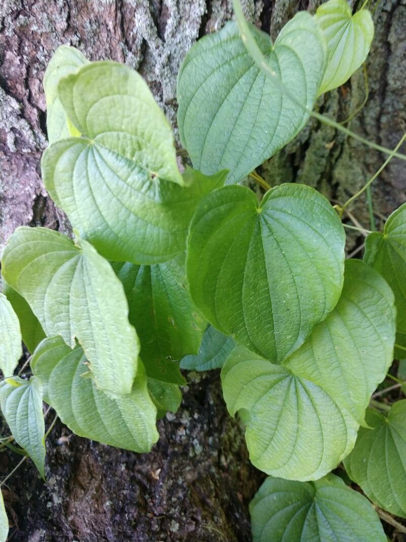 Dioscorea villosa leaf