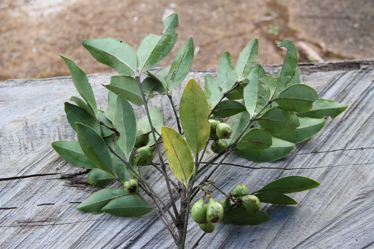 Cupaniopsis myrmoctona habit