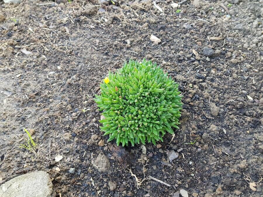 Delosperma congestum leaf