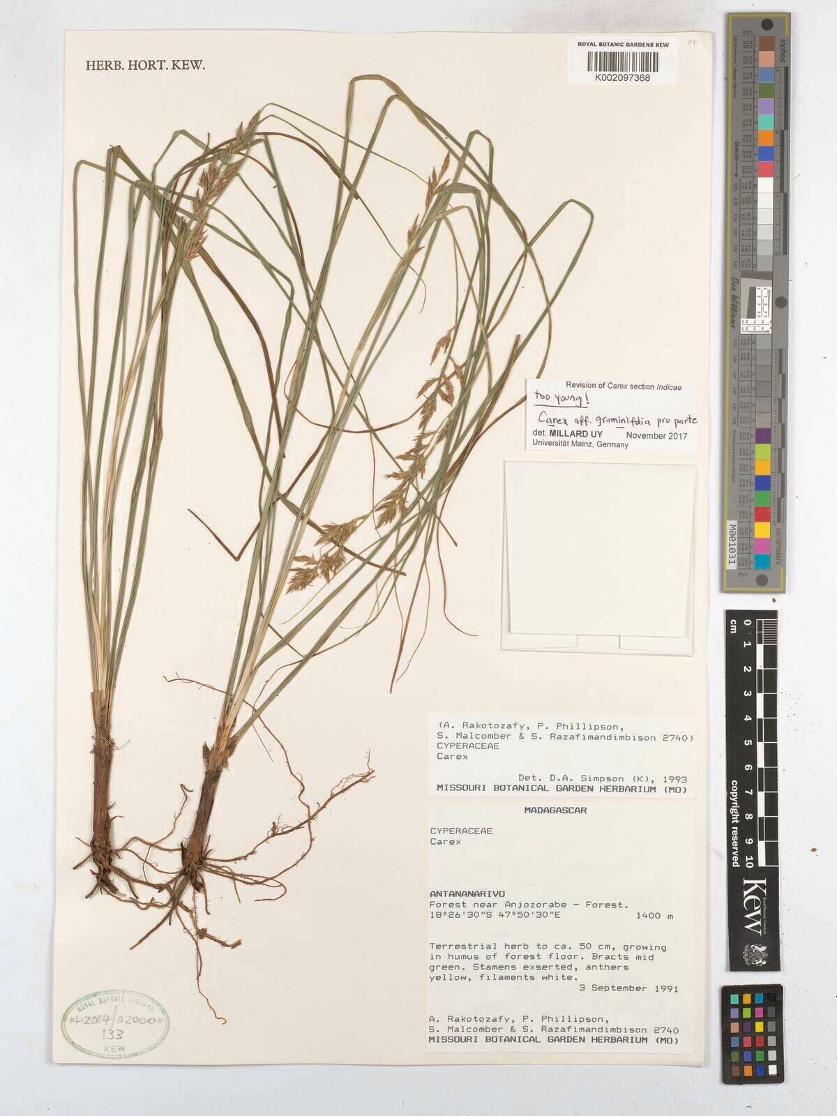 Carex graminifolia — houseplant care guide