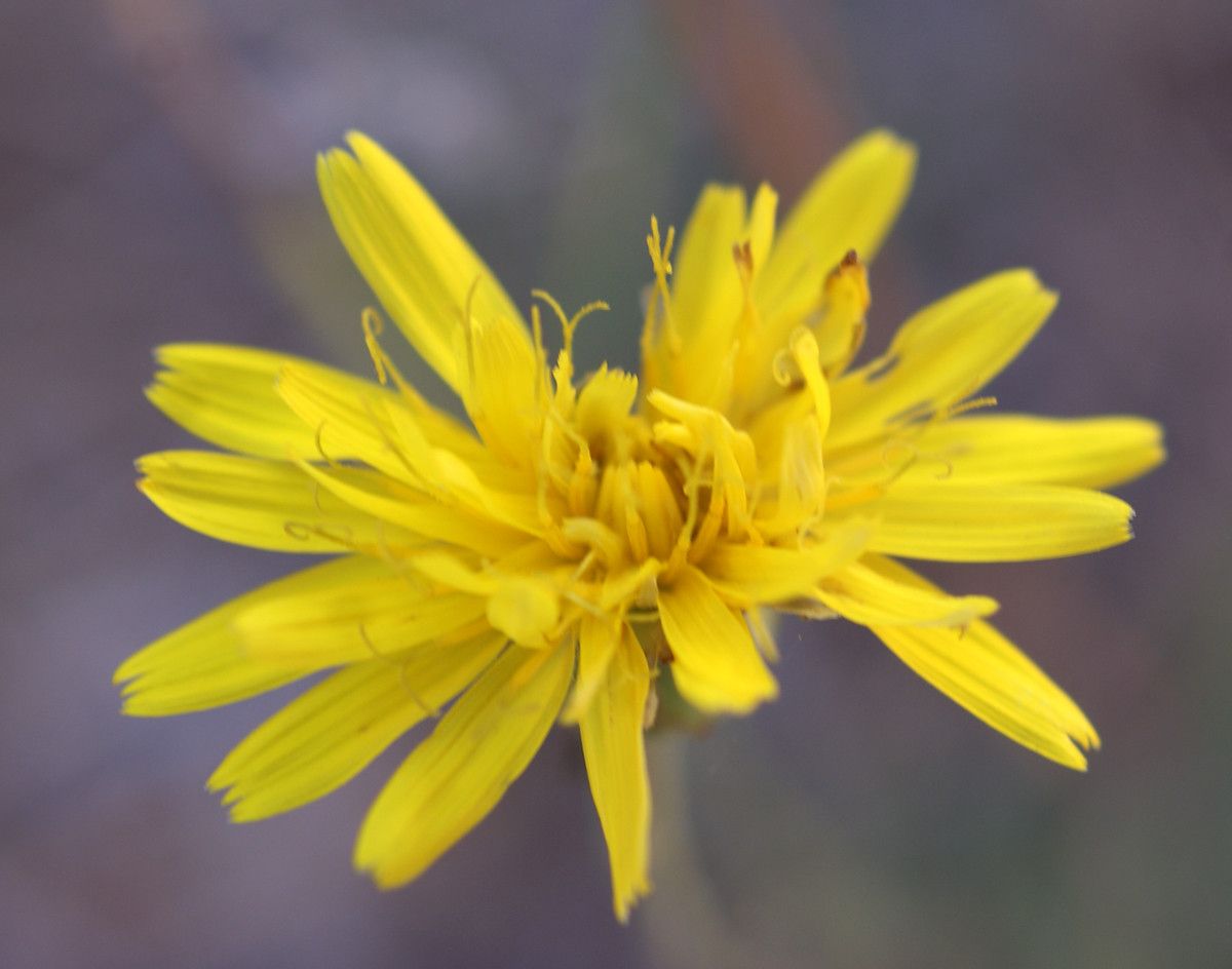 Reichardia intermedia flower