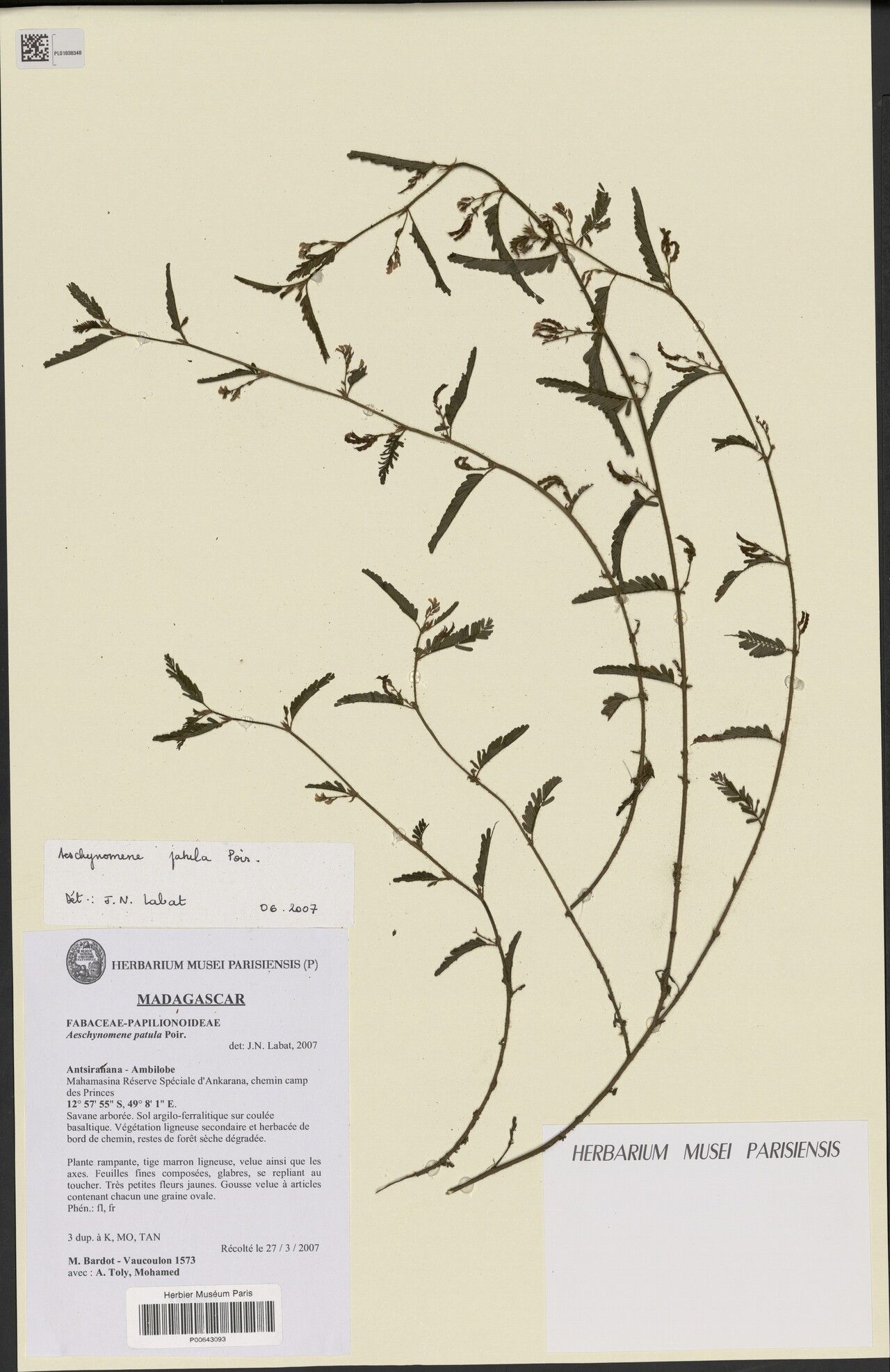 Aeschynomene patula — houseplant care guide