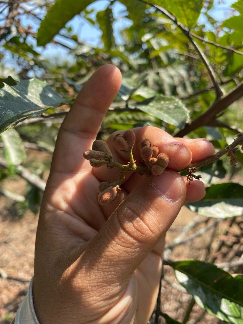 Cupania furfuracea fruit