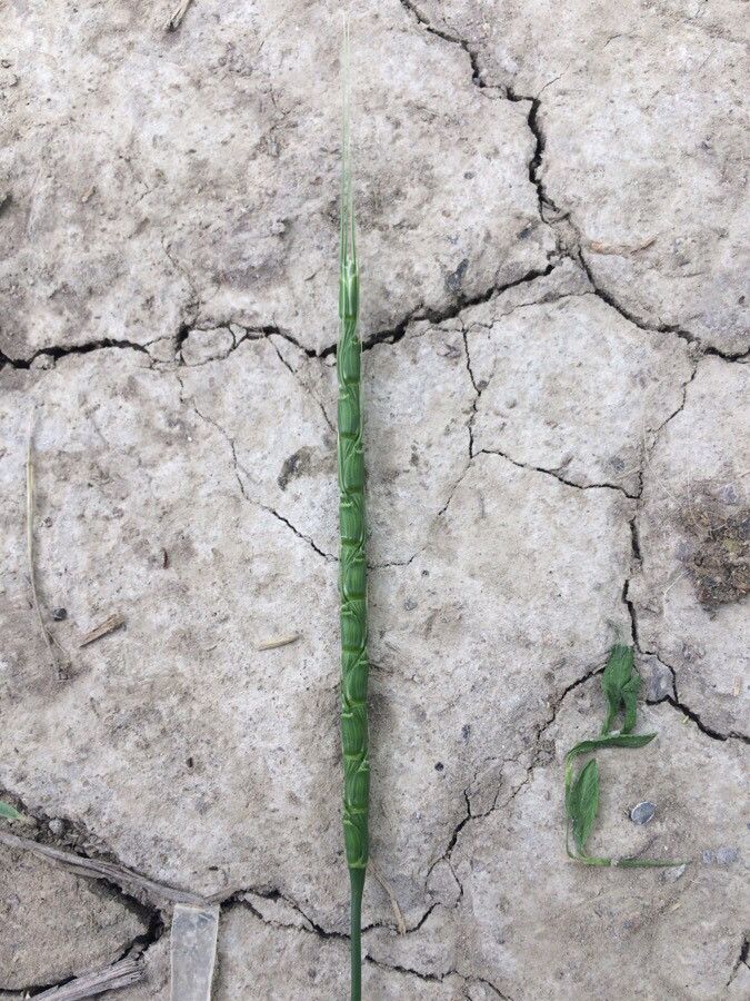 Aegilops tauschii fruit