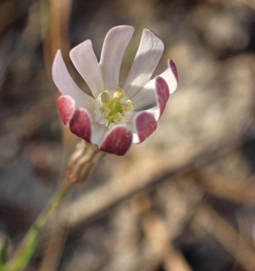 Silene portensis flower