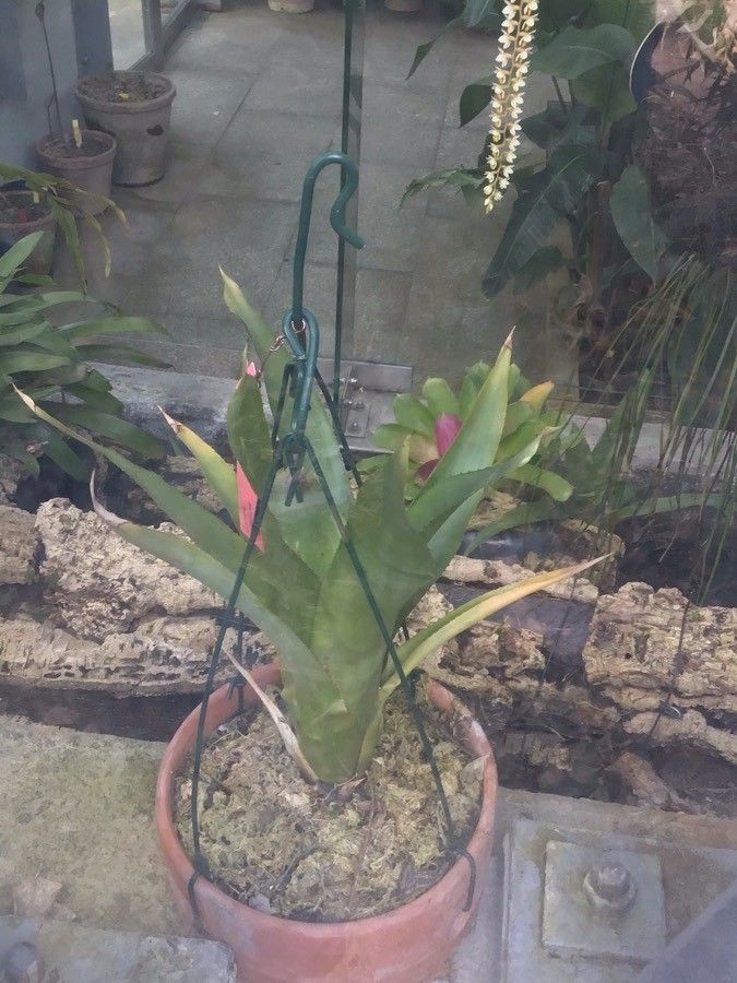 Agave salmiana — search result for 'Agave'