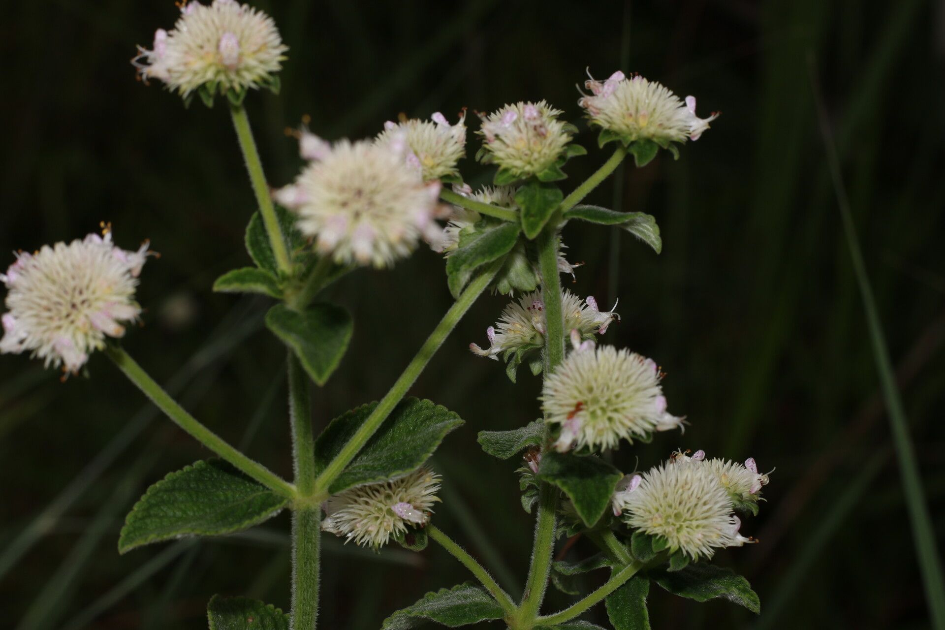 Hyptis lantanifolia flower