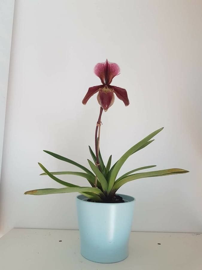 Paphiopedilum charlesworthii flower