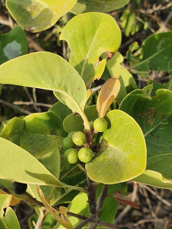 Avicennia marina fruit