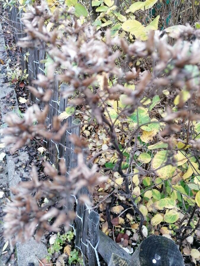 Streptocarpus saxorum fruit