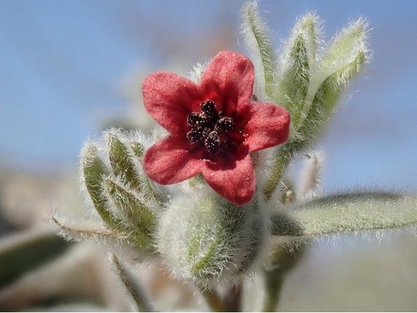 Cynoglossum cheirifolium flower