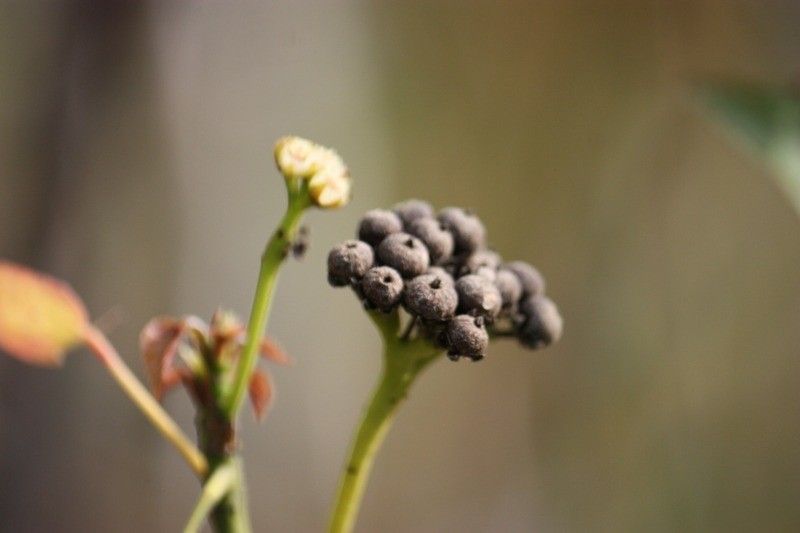 Dombeya populnea fruit