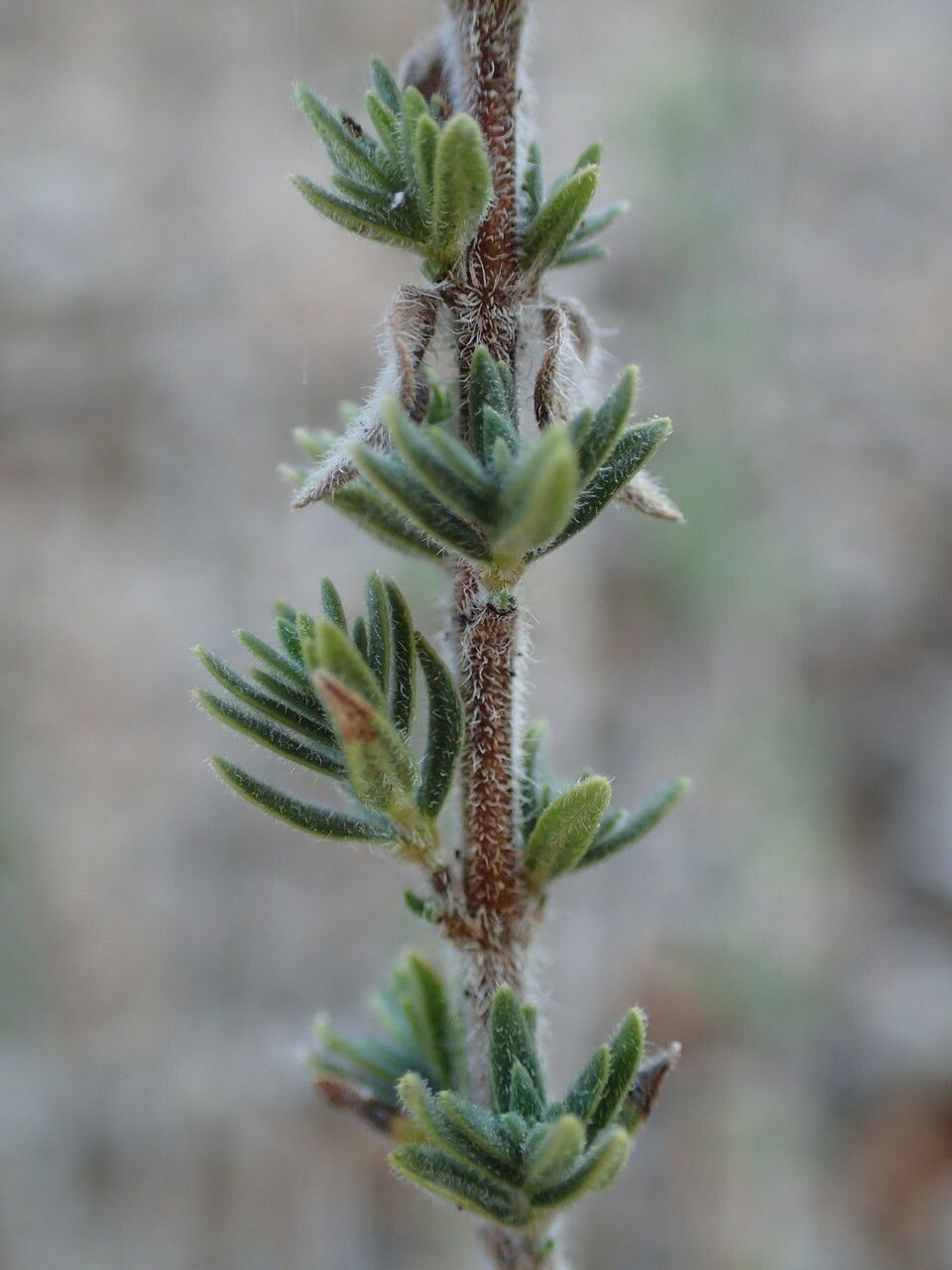 Micromeria graeca leaf
