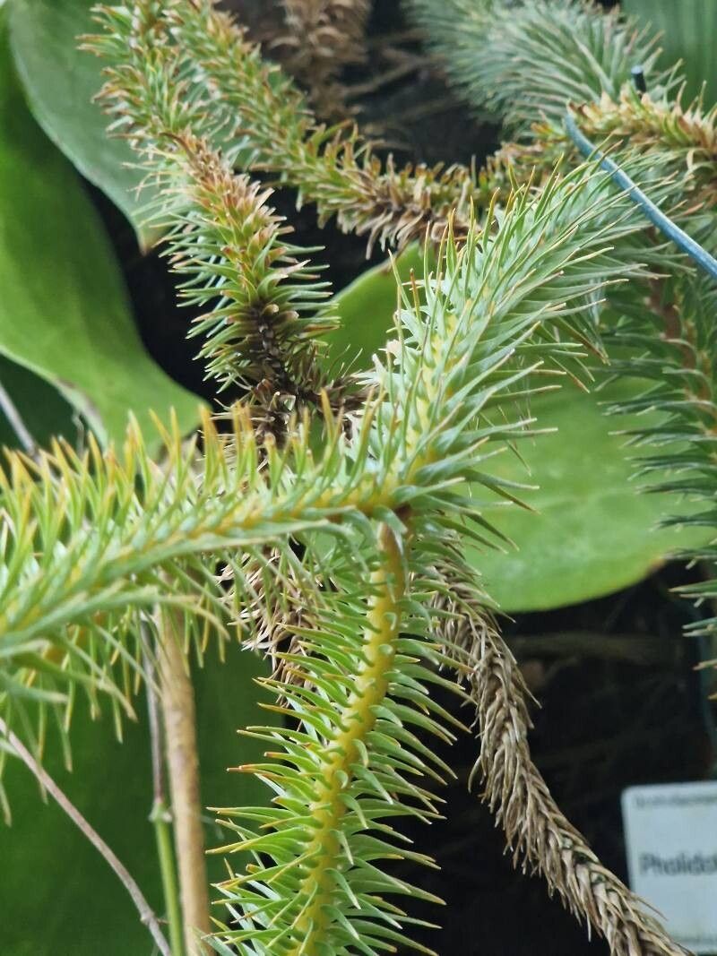 Lycopodium scariosum — search result for 'Lycopodium'