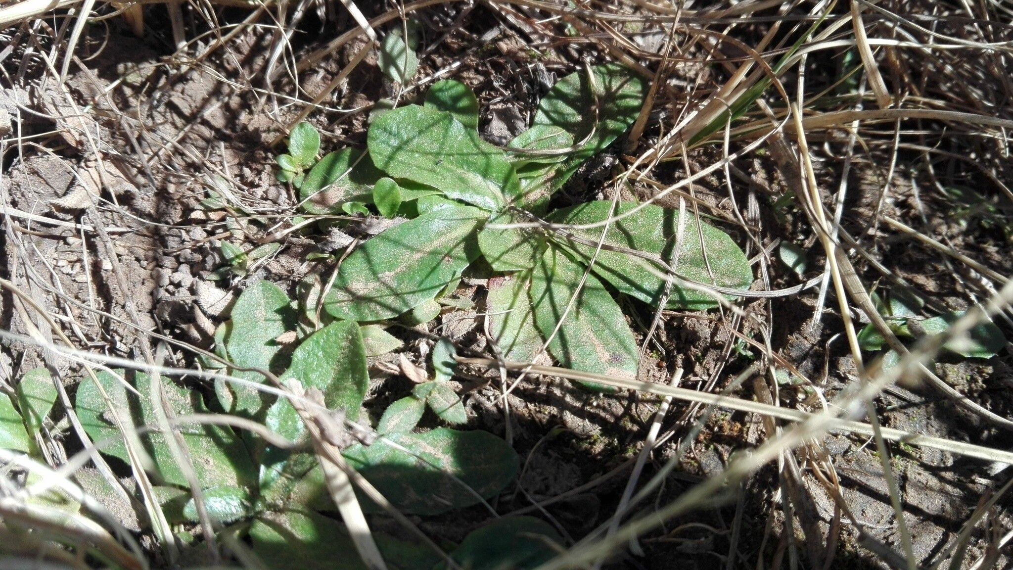 Tolpis capensis leaf