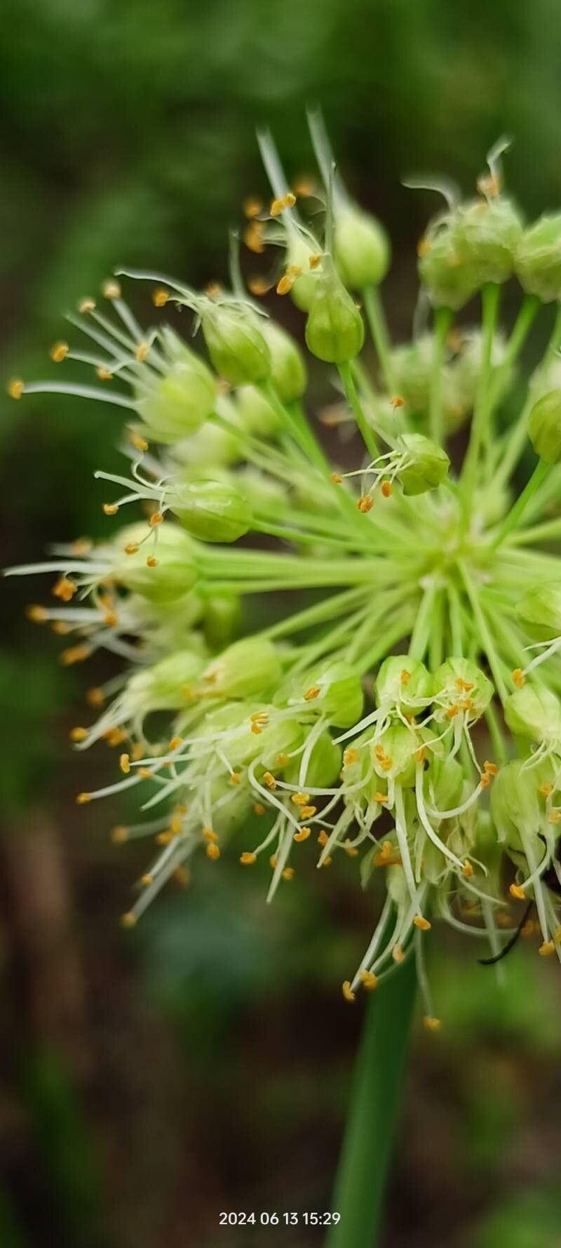 Allium obliquum flower