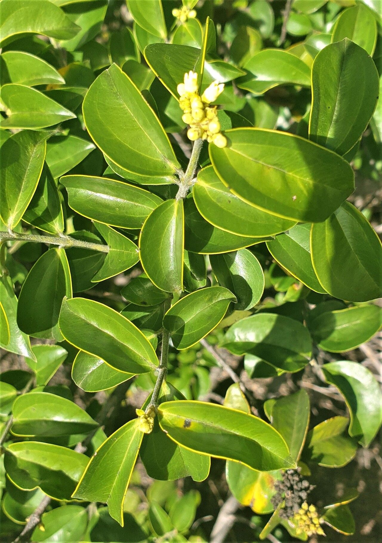 Strychnos matopensis — houseplant care guide