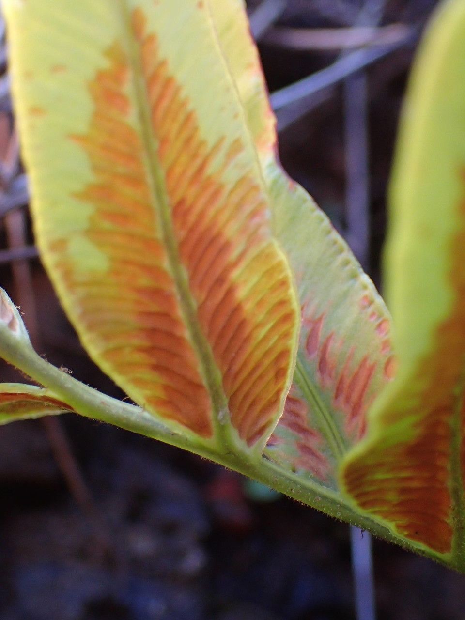 Blechnum tabulare fruit