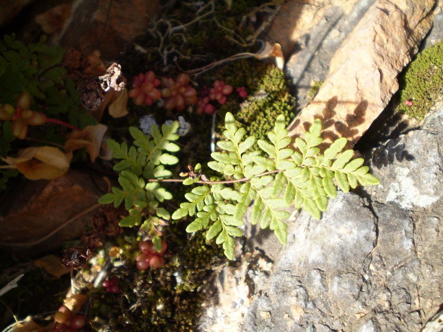 Allosorus guanchicus — related species from the same genus