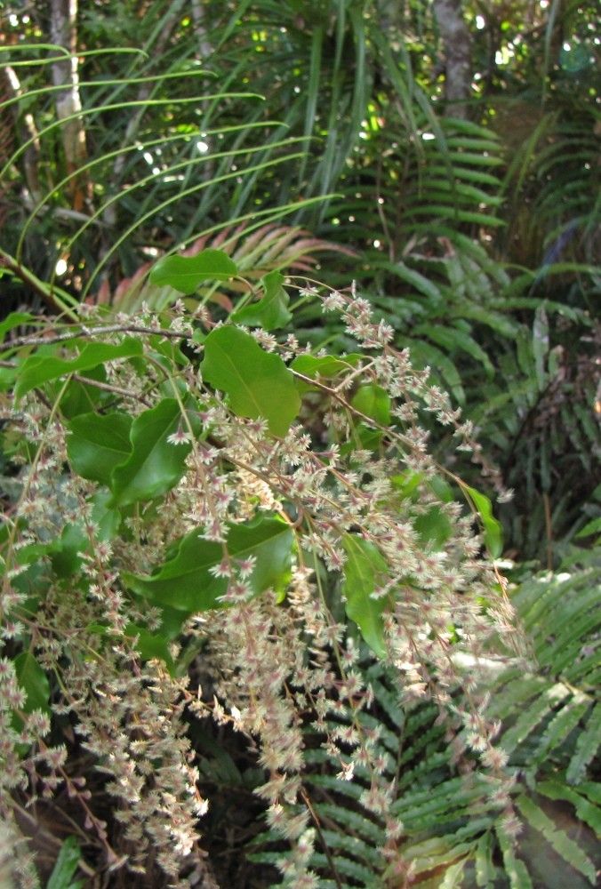 Homalium rivulare habit