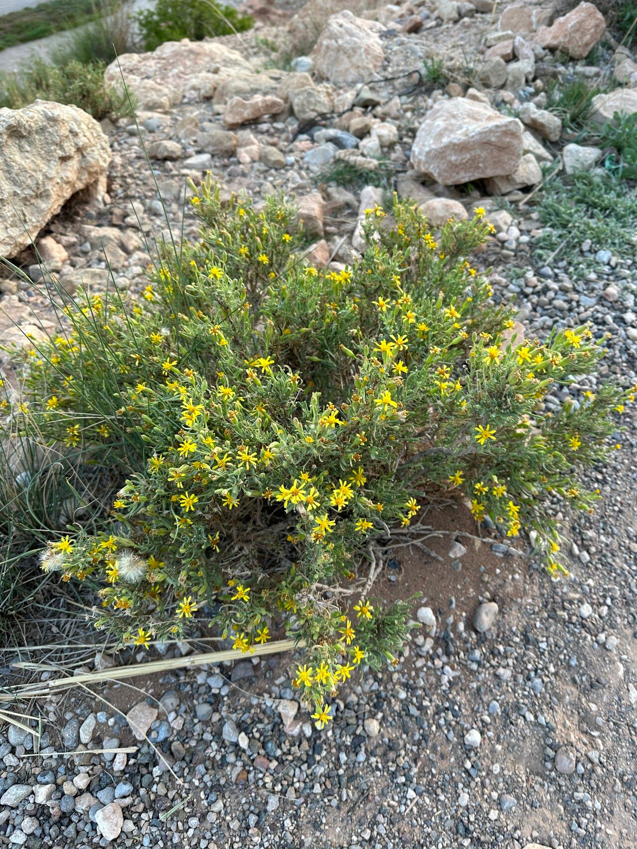 Hertia maroccana habit