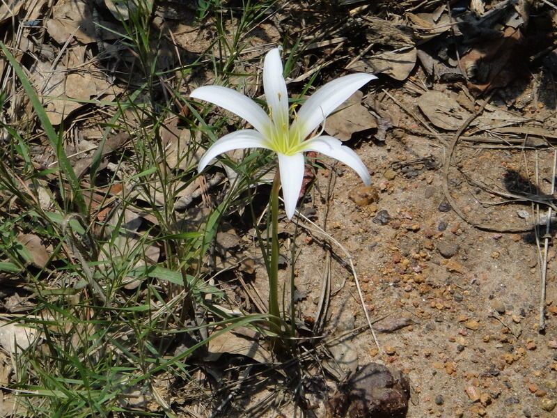 Zephyranthes treatiae habit