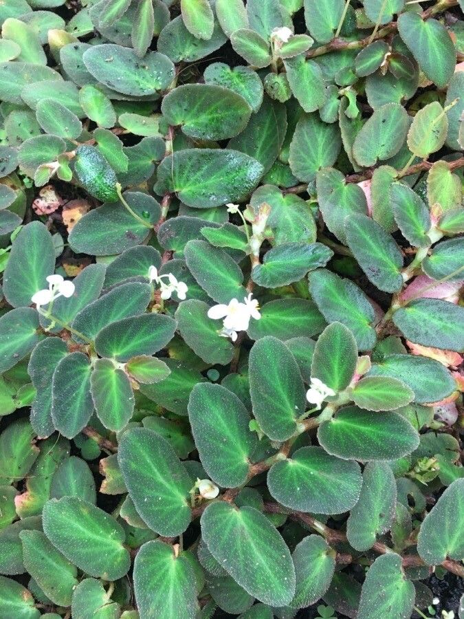 Begonia thelmae flower