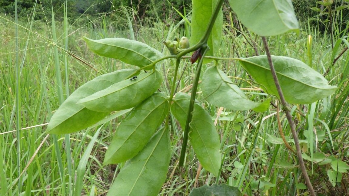 Momordica enneaphylla other