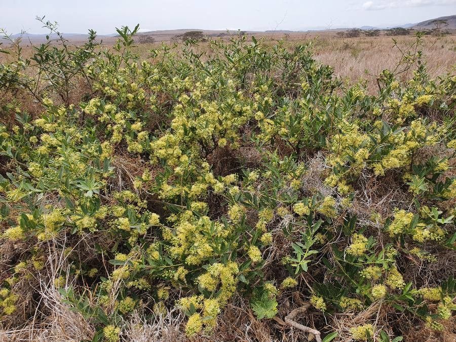 Boscia mossambicensis flower