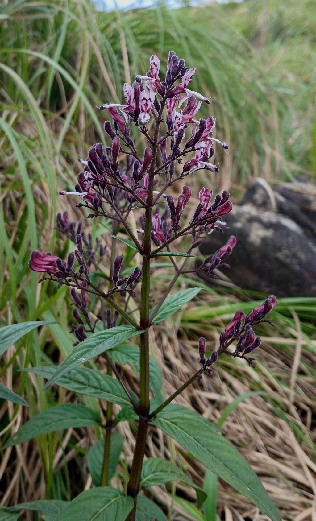 Andrographis producta — related species from the same genus