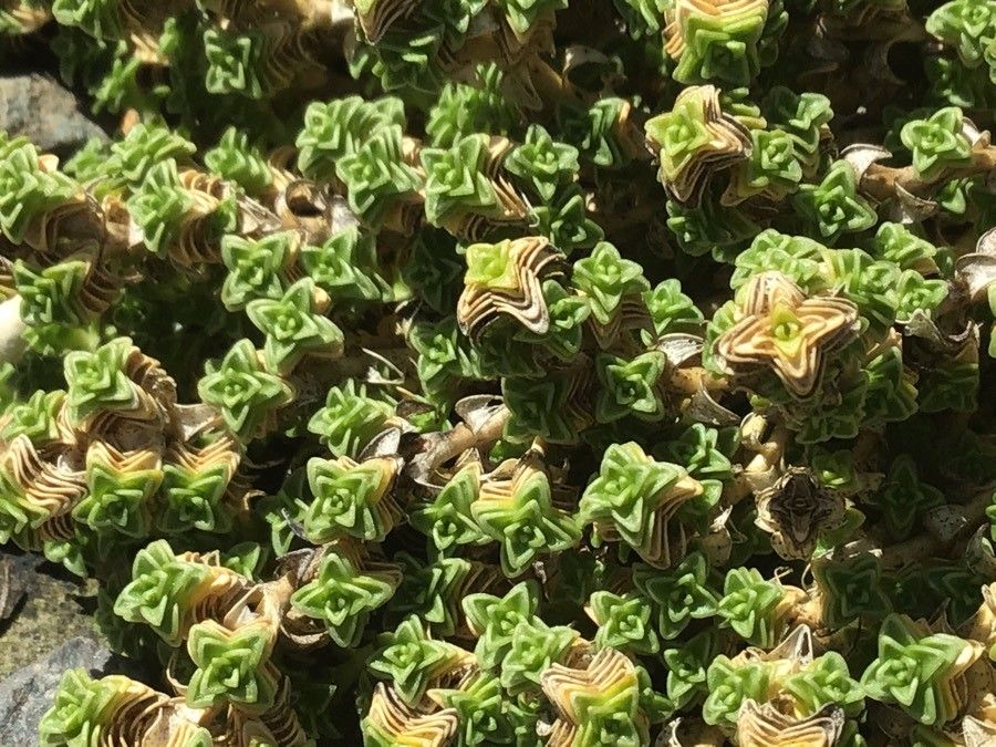 Arenaria tetraquetra leaf