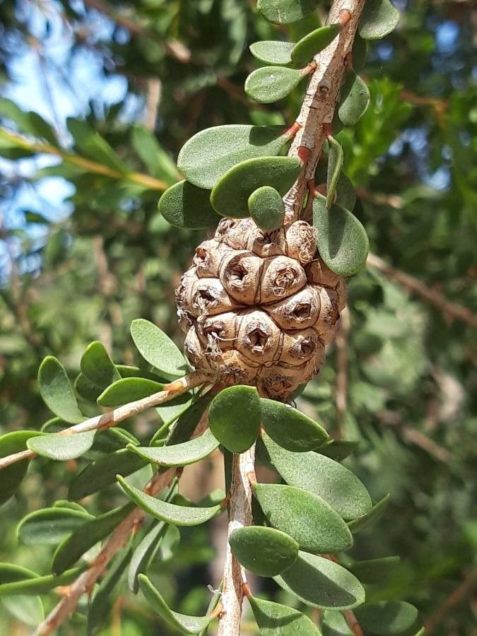 Melaleuca nesophila fruit