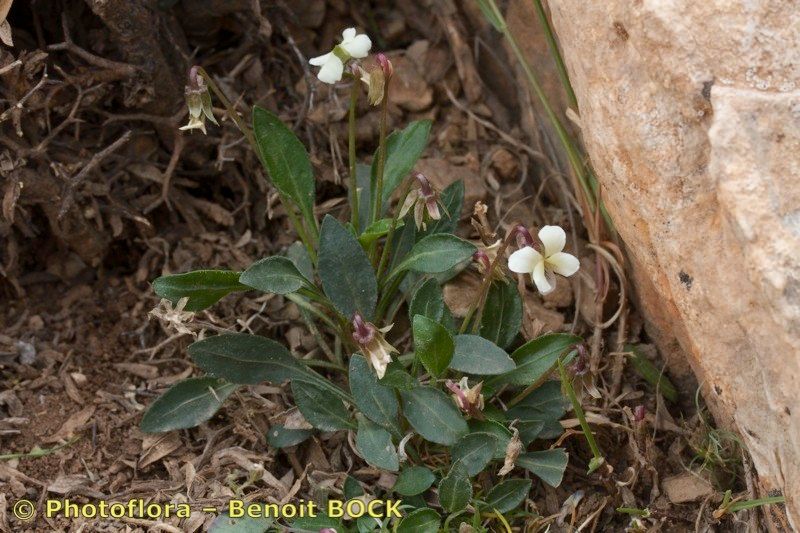 Viola saxifraga habit