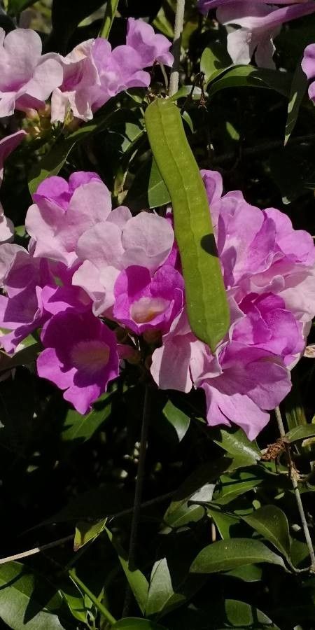 Mansoa alliacea fruit
