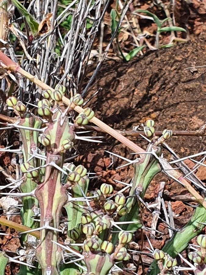 Euphorbia septentrionalis fruit